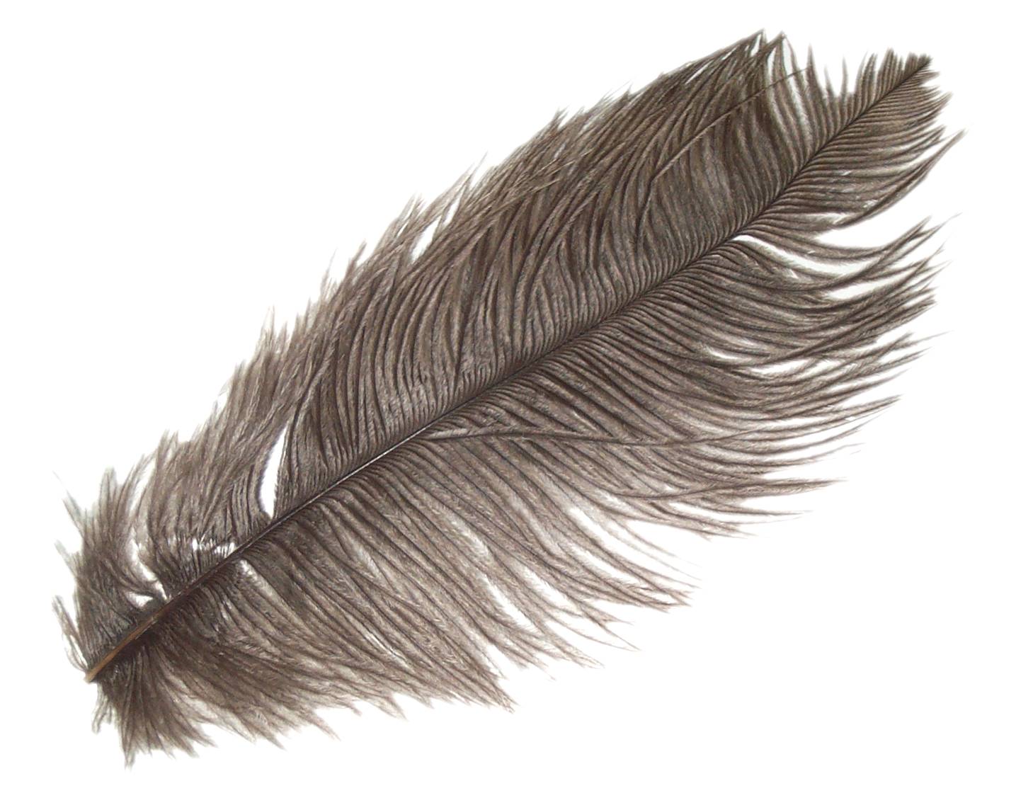 Feather.jpg